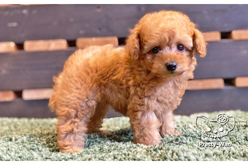 成約済の愛知県のタイニープードル-135458の5枚目