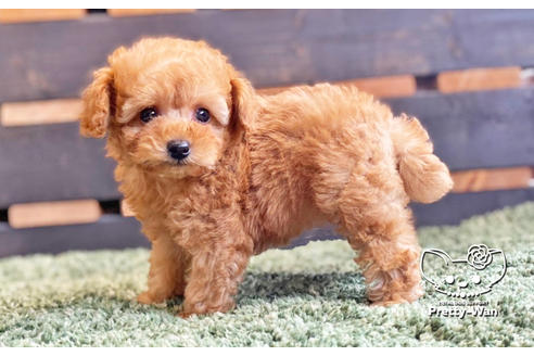 成約済の愛知県のタイニープードル-135458の6枚目