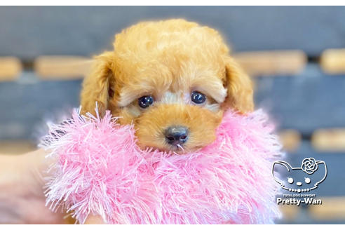 成約済の愛知県のタイニープードル-135458の7枚目