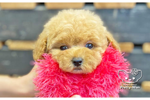 成約済の愛知県のタイニープードル-135460の7枚目