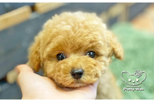 成約済の愛知県のタイニープードル-135460の6枚目