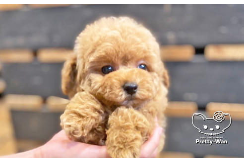 成約済の愛知県のタイニープードル-135460の5枚目