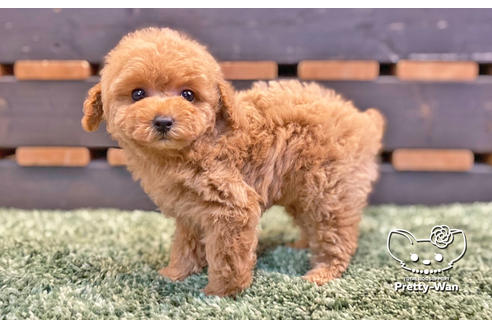 成約済の愛知県のタイニープードル-135460の2枚目