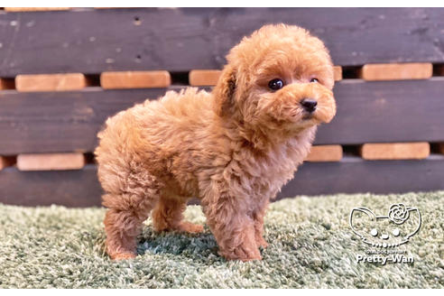 成約済の愛知県のタイニープードル-135460の3枚目