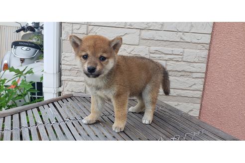 成約済の香川県の豆柴-135477の1枚目