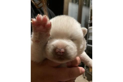 成約済の茨城県の秋田犬-135483
