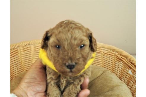 成約済の埼玉県のトイプードル-135504の1枚目