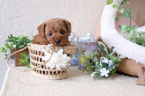 成約済の滋賀県のトイプードル-135507