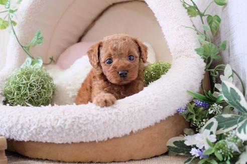 成約済の滋賀県のトイプードル-135507の3枚目