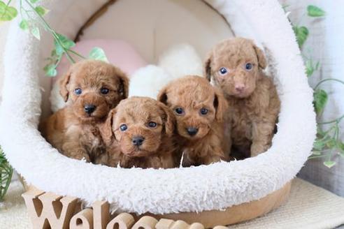 成約済の滋賀県のトイプードル-135507の2枚目