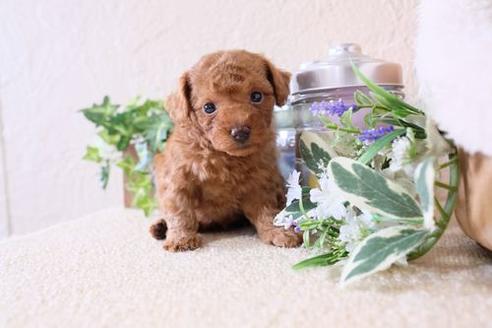 成約済の滋賀県のトイプードル-135501の1枚目