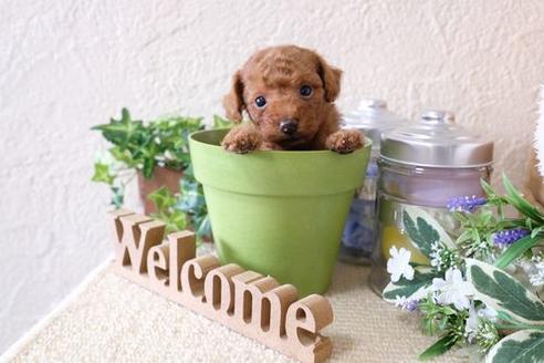 成約済の滋賀県のトイプードル-135501の3枚目