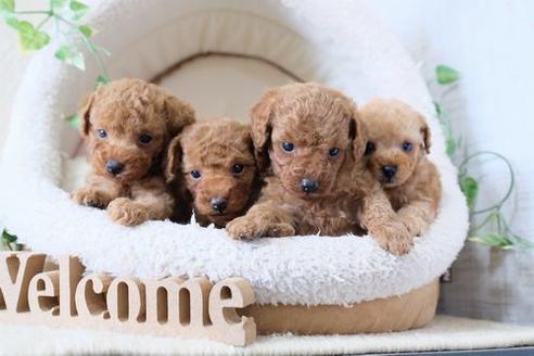 成約済の滋賀県のトイプードル-135501の2枚目