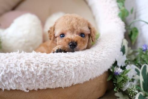 成約済の滋賀県のトイプードル-135502の1枚目