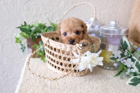 成約済の滋賀県のトイプードル-135502の3枚目