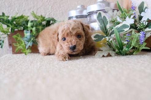 成約済の滋賀県のトイプードル-135512