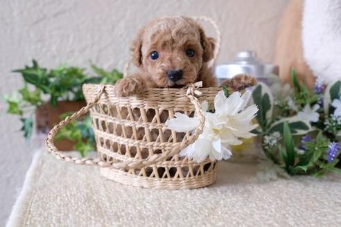 成約済の滋賀県のトイプードル-135512の3枚目