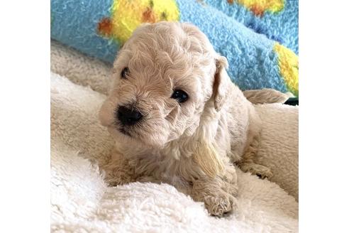 成約済の東京都のミックス犬-134959の27枚目