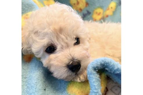 成約済の東京都のミックス犬-134959の26枚目