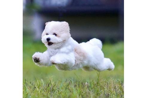 成約済の東京都のミックス犬-134959の24枚目