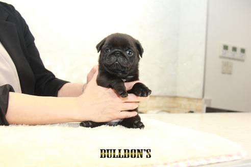 成約済の東京都のパグ-135554の1枚目