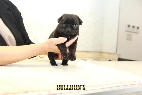 成約済の東京都のパグ-135554の7枚目