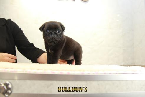 成約済の東京都のパグ-135554の6枚目