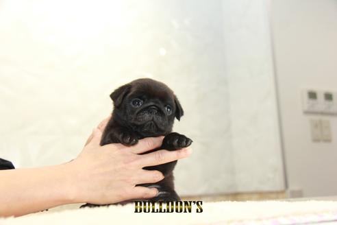 成約済の東京都のパグ-135554の5枚目