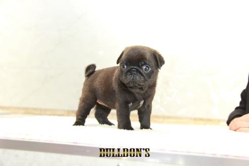 成約済の東京都のパグ-135554の4枚目