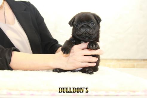 成約済の東京都のパグ-135554の3枚目