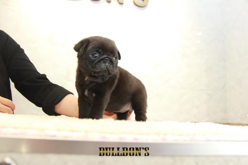 成約済の東京都のパグ-135554の2枚目