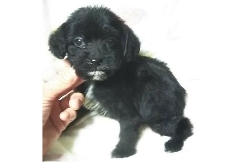 成約済の岐阜県のミックス犬-135560