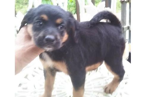 成約済の岐阜県のミックス犬-135568
