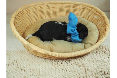 成約済の埼玉県のキャバリアキングチャールズスパニエル-135569の5枚目