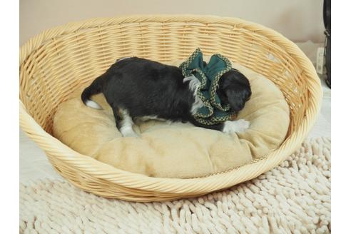 成約済の埼玉県のキャバリアキングチャールズスパニエル-135573の5枚目