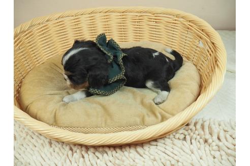 成約済の埼玉県のキャバリアキングチャールズスパニエル-135573の4枚目