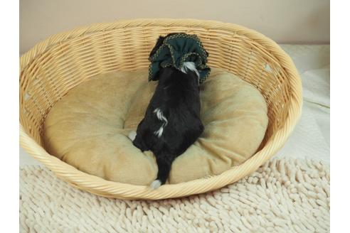 成約済の埼玉県のキャバリアキングチャールズスパニエル-135573の3枚目