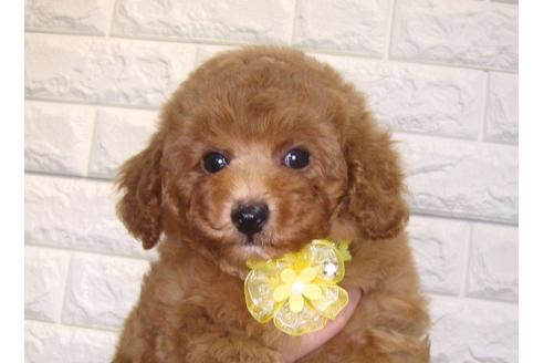 成約済の茨城県のトイプードル-135574の1枚目