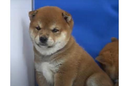 成約済の愛知県の柴犬-135579の2枚目