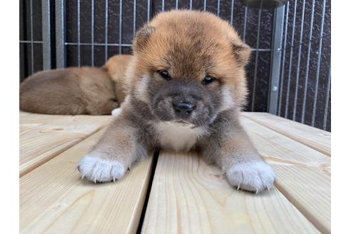 成約済の滋賀県の柴犬-134731の2枚目