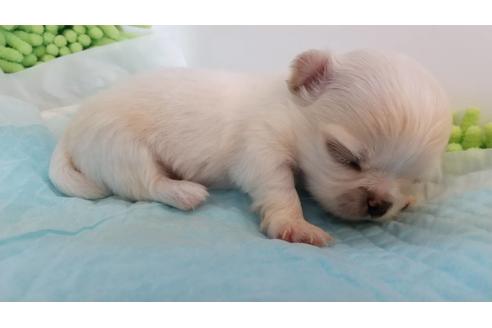 成約済の愛知県のチワワ(ロングコート)-133972の6枚目