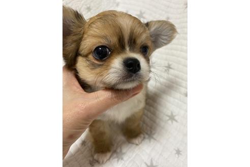 成約済の埼玉県のチワワ(ロングコート)-134208の2枚目