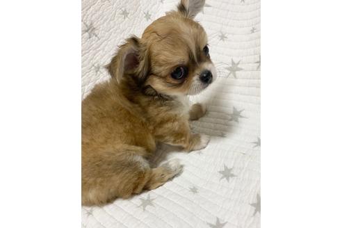 子犬