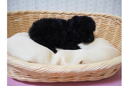 成約済の岡山県のトイプードル-135607の3枚目