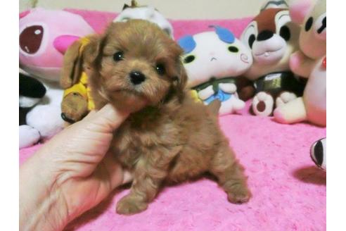 成約済の群馬県のチワプー:チワワ×トイプードル-133875の2枚目