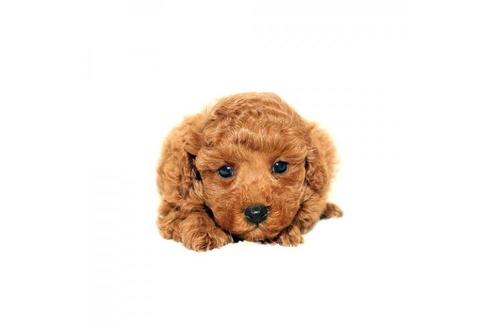 熊本県でトイプードルの子犬を探す ブリーダーナビ 熊本県でトイプードルの子犬を探す ブリーダーナビ
