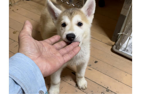 京都府のミックス犬 女の子 21 03 28生まれ ハスキー Wシェパード 女の子 子犬id ブリーダーナビ