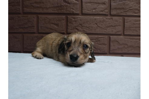 成約済の埼玉県のミニチュアダックスフンド(ロングヘアード)-135662の3枚目