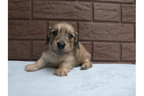 成約済の埼玉県のミニチュアダックスフンド(ロングヘアード)-135662の2枚目