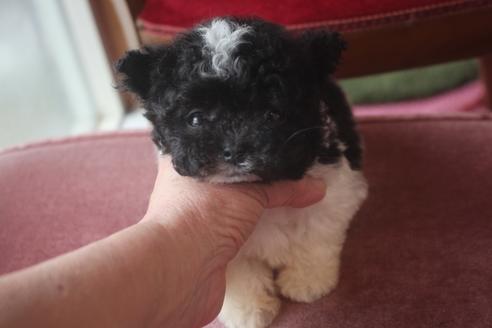 成約済の奈良県のトイプードル-135668の1枚目